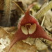 Asarum canadense acuminatum - Photo 由 Meghan Pierce 所上傳的 (c) Meghan Pierce，保留部份權利CC BY-NC