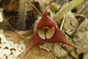 Asarum canadense acuminatum - Photo (c) Meghan Pierce, some rights reserved (CC BY-NC), uploaded by Meghan Pierce
