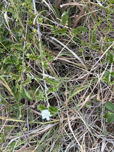 Osteomeles schweriniae, photograph 4