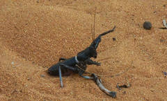 Colossopus grandidieri