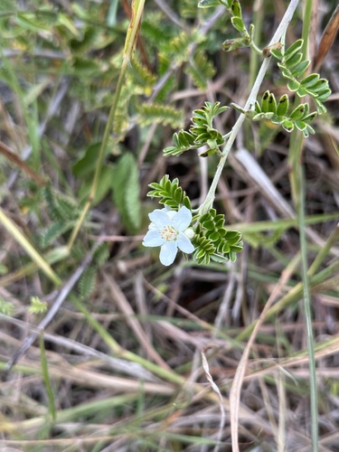 Osteomeles schweriniae, photograph 5