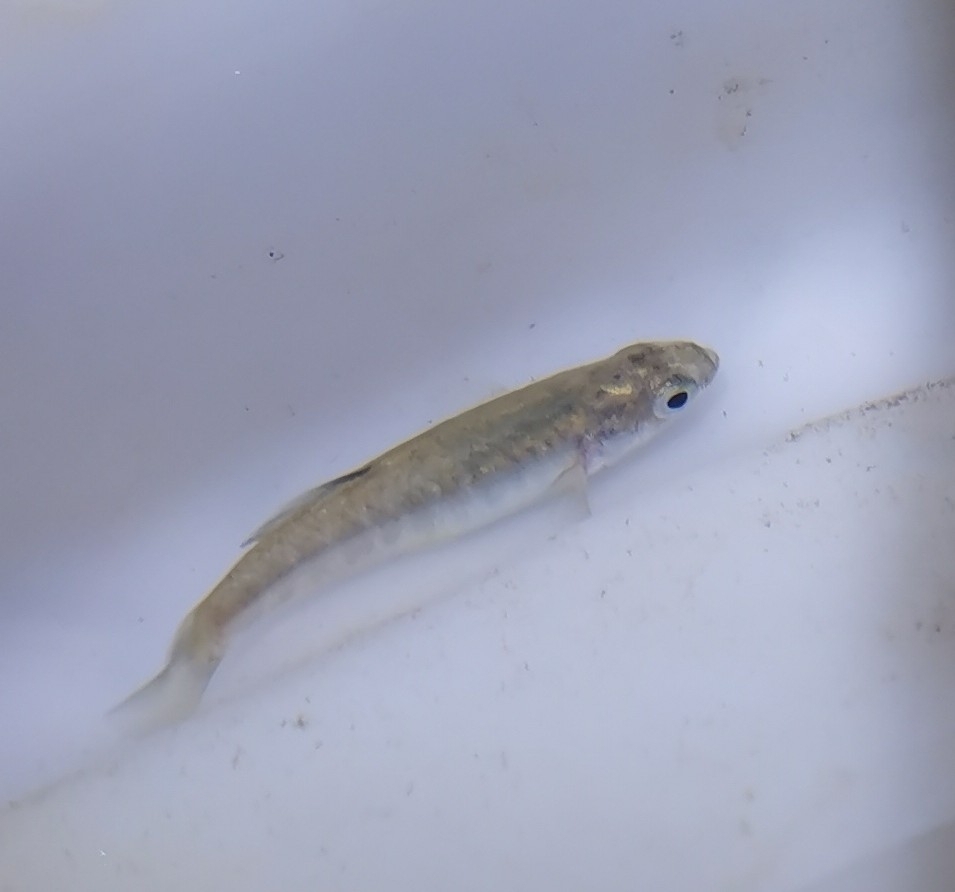 Almiri Killifish