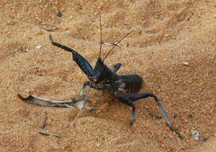 Colossopus grandidieri