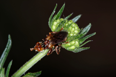 Myopa dorsalis