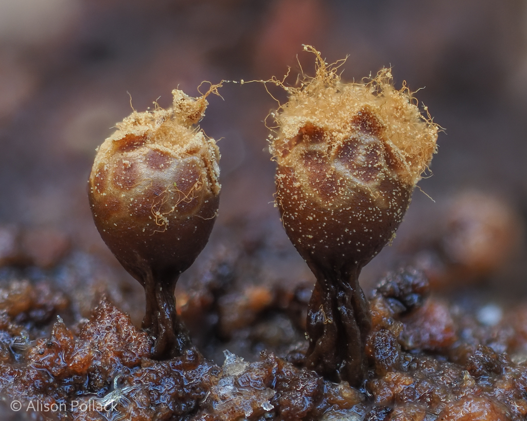 Trichia botrytis