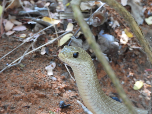 Blonde Hognose Snake
