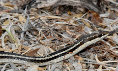 Dromicodryas bernieri