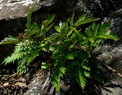 Rubus ludwigii
