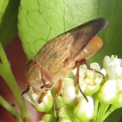 Gymnosporia markwardii