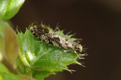 Nemapogon granella