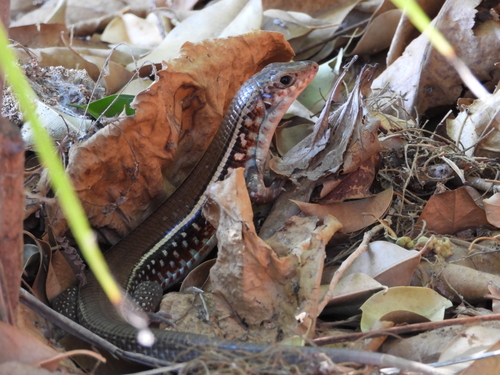 Karsten's Girdled Lizard, Zonosaurus karsteni