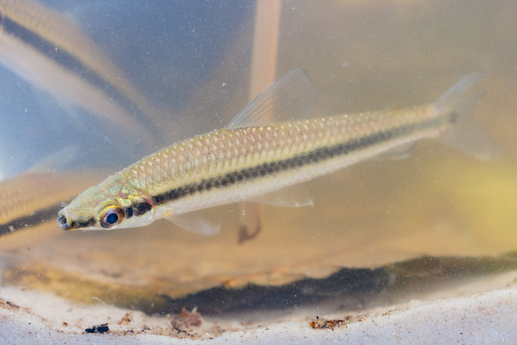 Banded headstander (Laemolyta taeniata) — Anostomidae