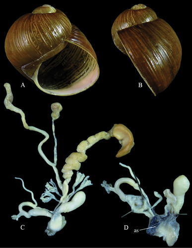 Grunzschnecke