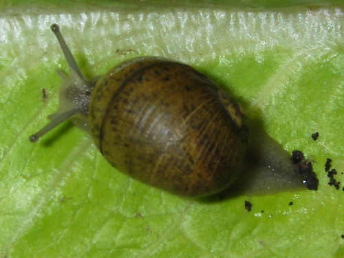 Grunzschnecke