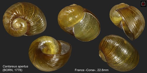 Grunzschnecke