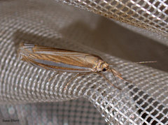 Crambus laqueatellus
