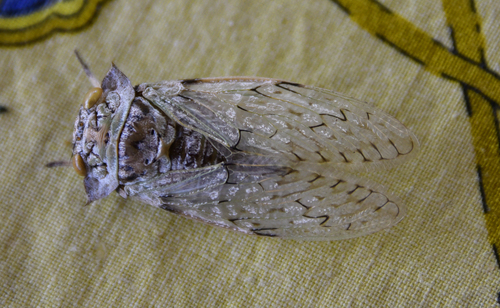 Platypleura spicata