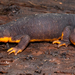 Rough-skinned Newt - Photo (c) Oonagh, some rights reserved (CC BY-NC), uploaded by Oonagh