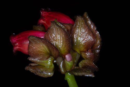 Gasteranthus glaber