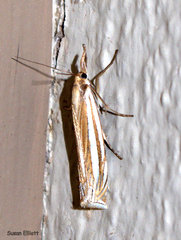 Crambus laqueatellus