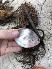 Peprilus triacanthus