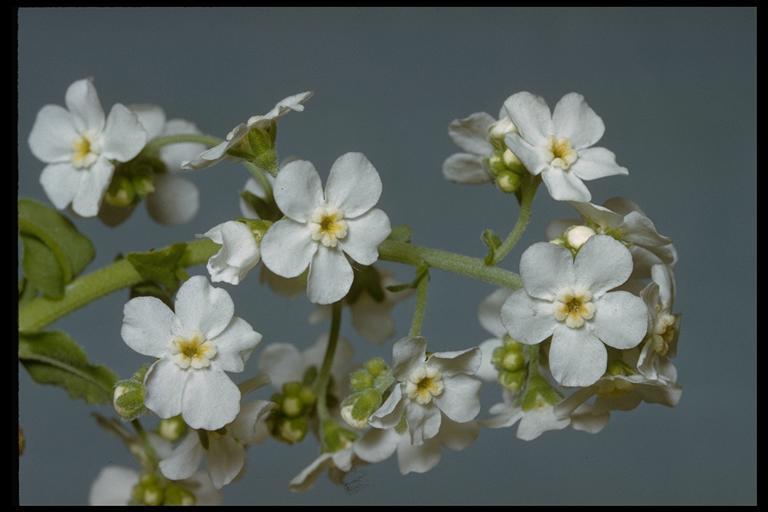 Hackelia californica