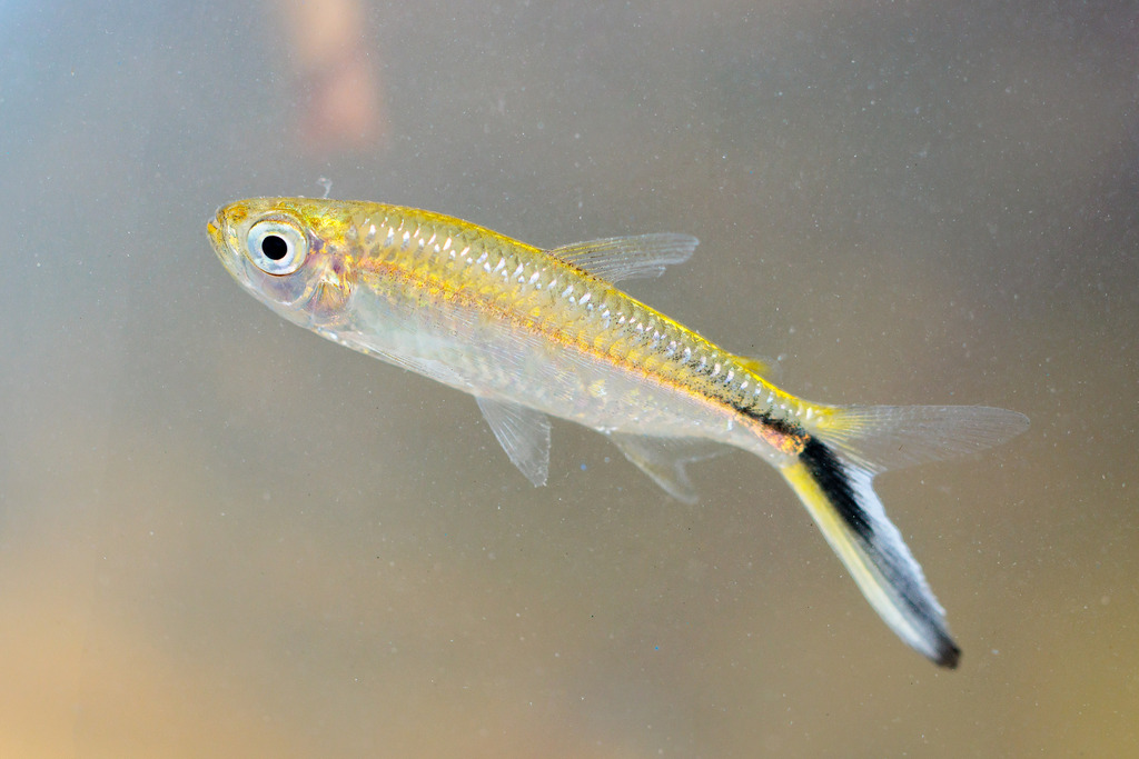 Thayeria obliqua