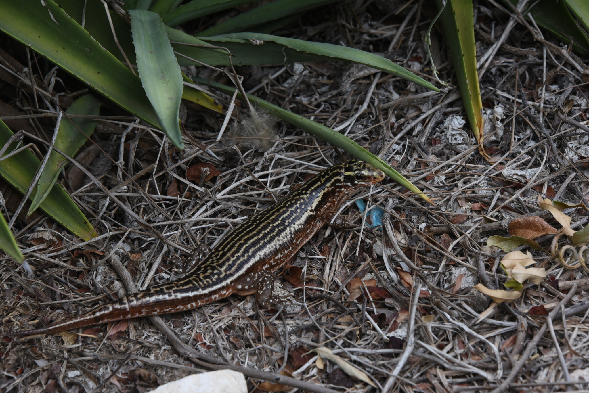 Four-striped Girdled Lizard (Zonosaurus quadrilineatus
