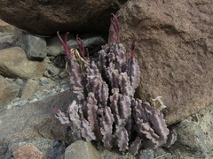 Caralluma