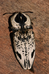 Neolycoreus goudotii