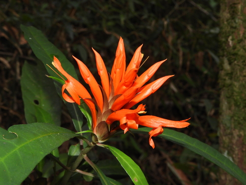 Foto de Afelandra