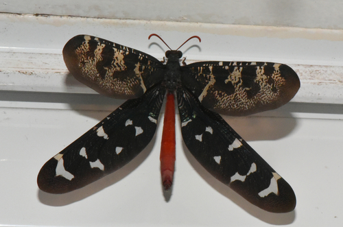 Palparellus voeltzkowi