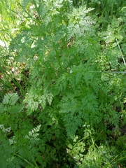 Torilis nodosa