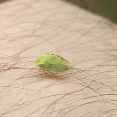 Smiliini