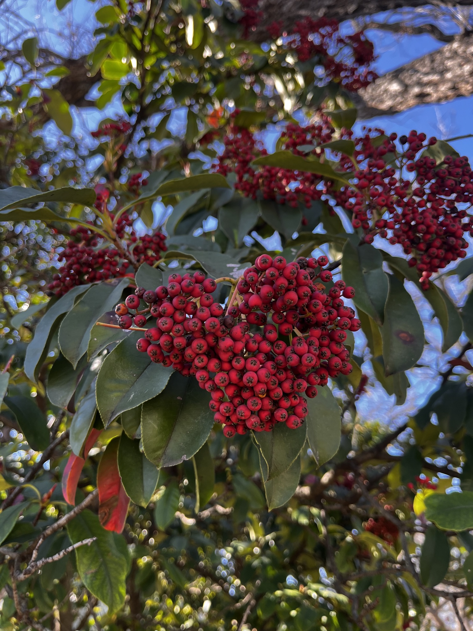 Imagem de Photinia x fraseri
