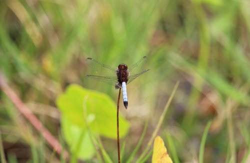 Red-faced Dragonlet