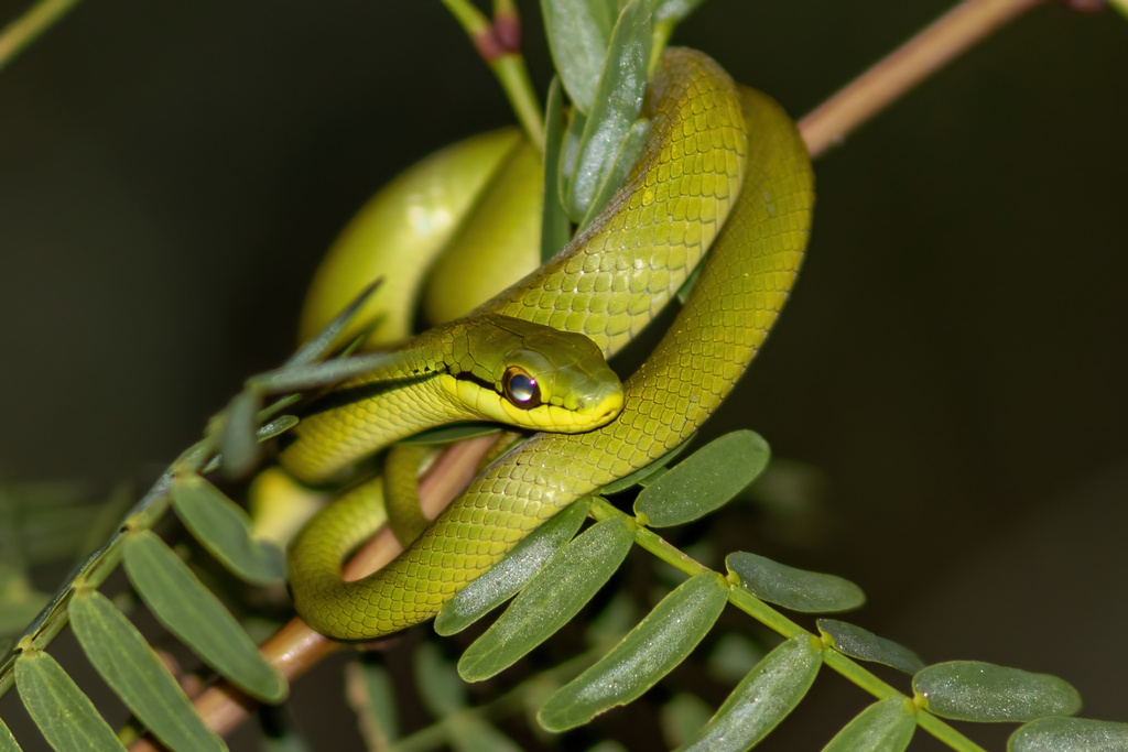 Lichtenstein's Green Racer in January 2024 by John Sullivan · iNaturalist