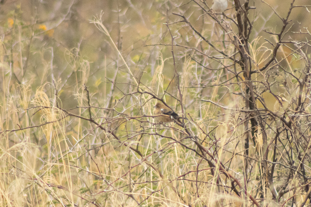 Blue Black Grassquit From Cortazar Gto M Xico On February 13 2024   Large 