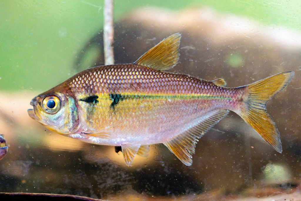 Astyanax villwocki