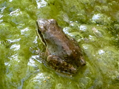 Pseudacris hypochondriaca