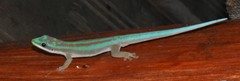 Phelsuma modesta leiogaster