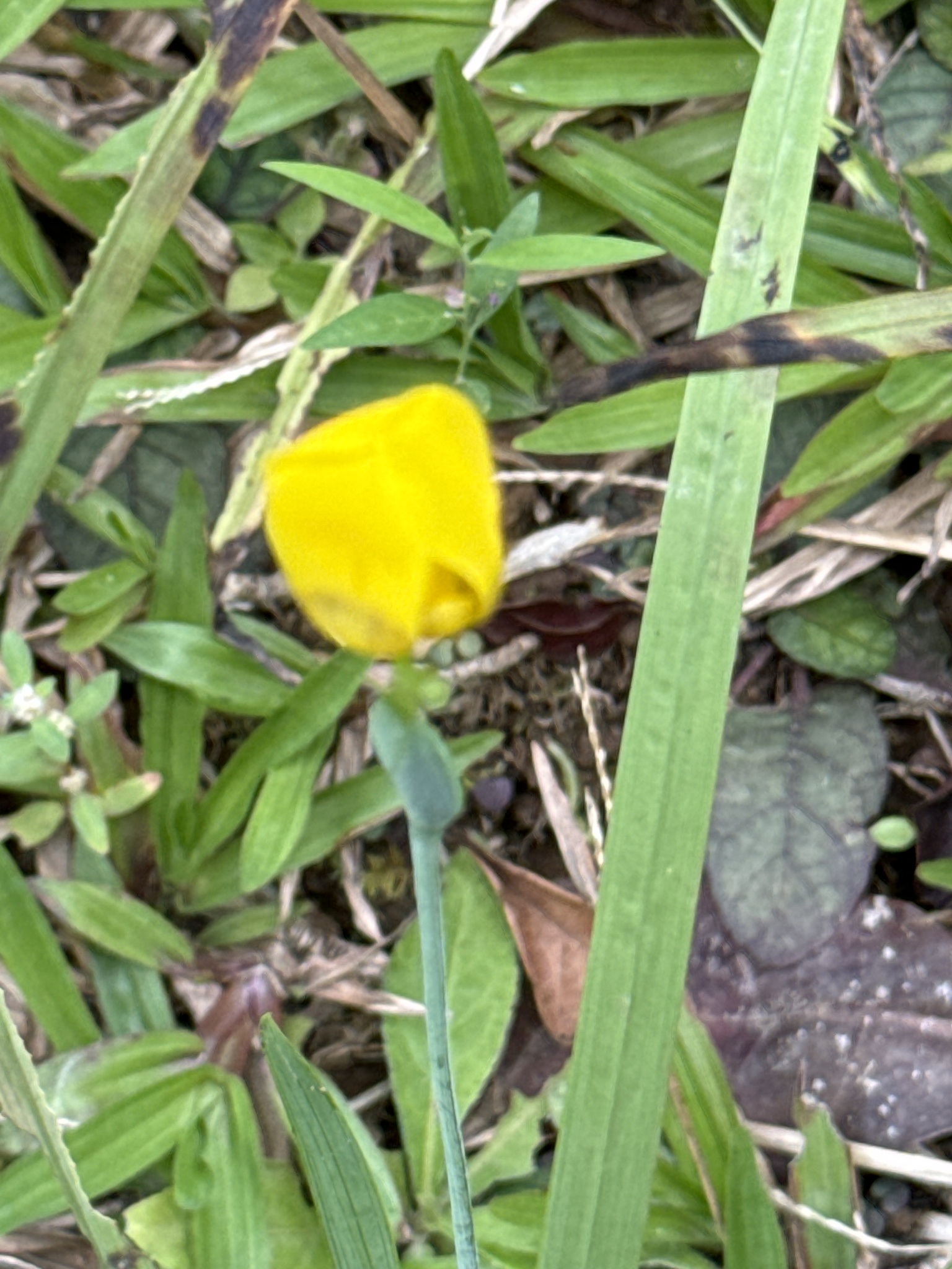 Imagem de Orquídea de chão