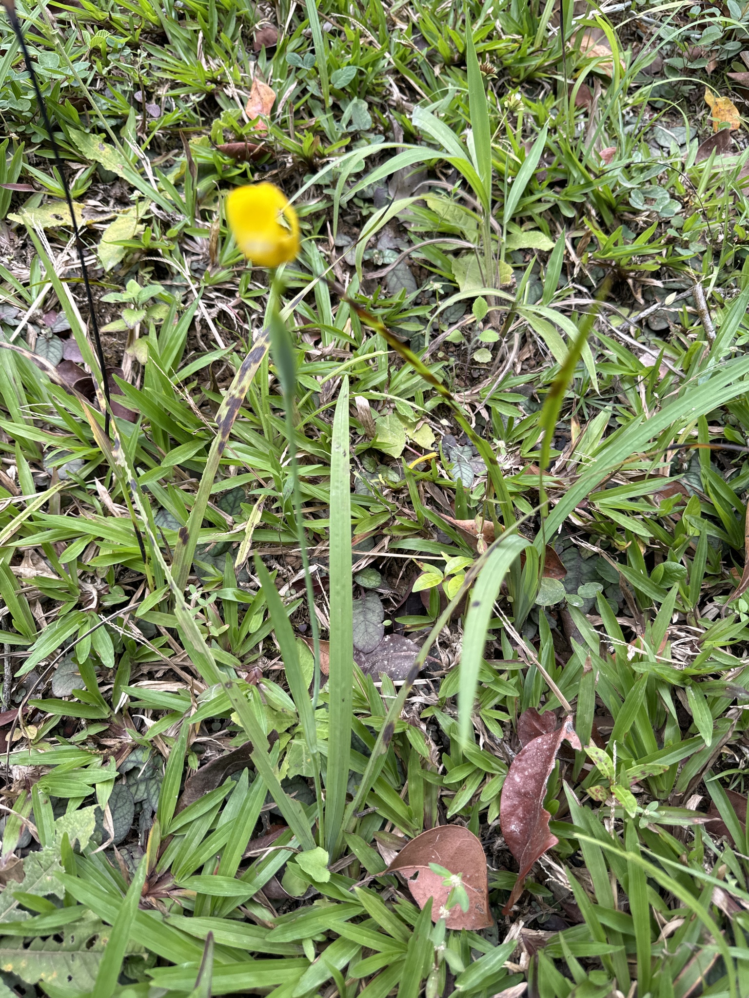 Imagem de Orquídea de chão