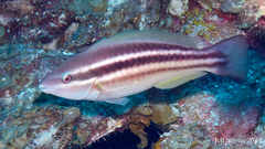 Princess Parrotfish photo 2