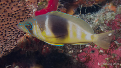 Barred Hamlet photo 2