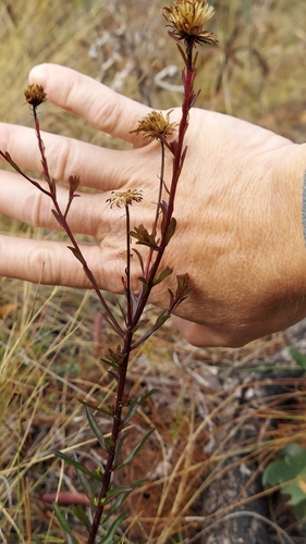 Image of Chrysopsis linearifolia by (c) Athena Philips, some rights reserved (CC BY)