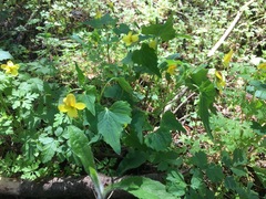 Viola lobata integrifolia