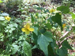 Viola lobata integrifolia
