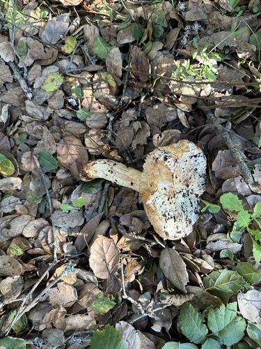 Western Matsutake