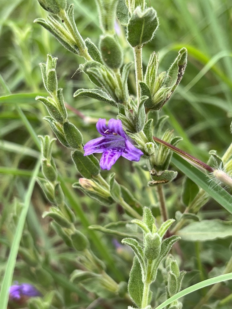 Dyschoriste capricornis